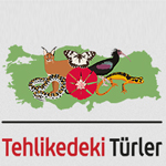 TehlikedekiTurlerLogo.jpg