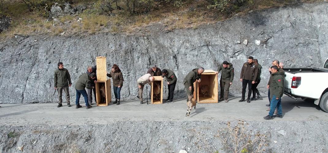 Bölge Müdürlüğümüz, Tabiata Yaban Hayvanı Yerleştirme Çalışmalarına Devam Ediyor.